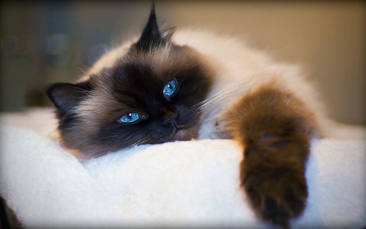 Обои на рабочий стол сиамский кот