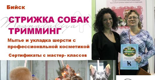 Все про стрижки собак Все про стрижки собак