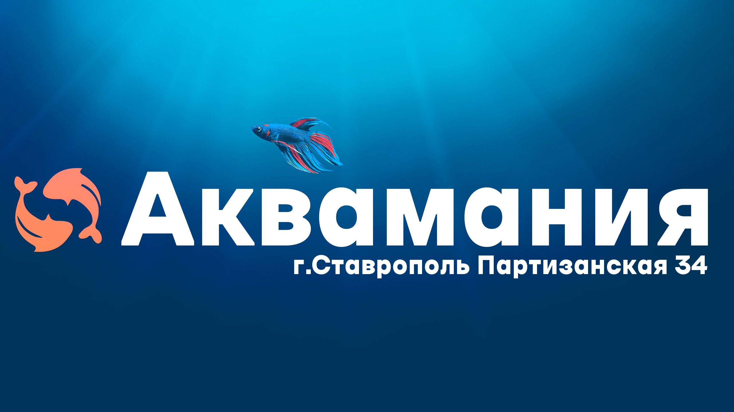 Продажа черепах в Ставрополе рядом со мной – Купить черепаху: 32 магазина  на карте города, 7 отзывов, фото – Zoon.ru