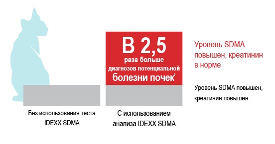 У кота повышен креатинин