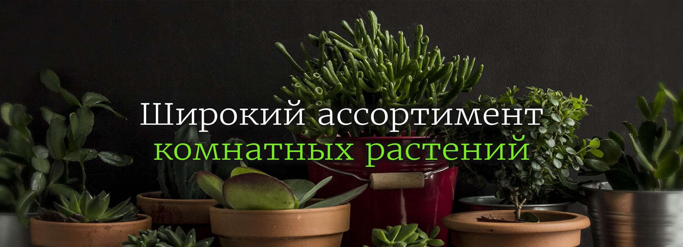 Магазины цветов на улице Шилова рядом со мной, 8 магазинов на карте города,  отзывы, фото, рейтинг цветочных магазинов – Чита – Zoon.ru