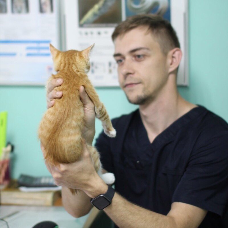 ветврач тюмень. максим алексеев ветеринар тюмень. сурков никита николаевич ветеринар тюмень. ветврач тюмень. ветврач тюмень.