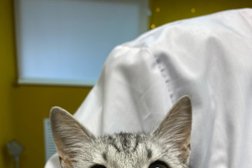 Ветеринарная клиника Сафари, с рейтингом 2.9 - находится по адресу Волгоград, Республиканская улица, 22 