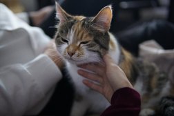 Котокафе Коты-круты, с рейтингом 4.3 - находится по адресу Чувашская Республика, Чебоксары, Ярмарочная улица, 10 