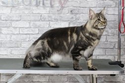 Салон-магазин Басконти, с рейтингом 4.1 - находится по адресу Калуга, Поле Свободы, 129 