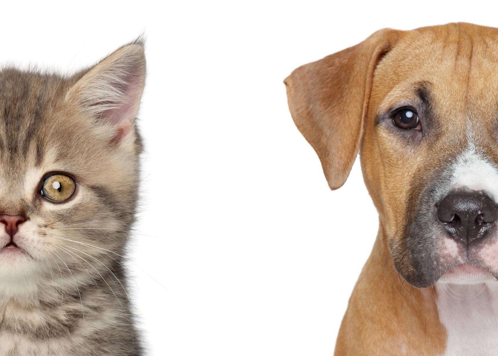 I dogs are the best pets. Морда собаки и кошки. Кошка и собака на белом фоне. Собака с мордой кота.