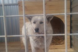 Приют для животных, с рейтингом 2.5 - находится по адресу Курган, улица Бурова-Петрова, 124а 