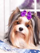 Сафронова Екатерина Ивановна