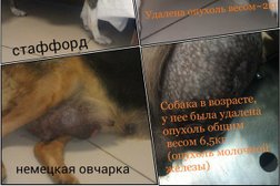 Ветеринарный кабинет БусидоVet, с рейтингом 3.3 - находится по адресу Самара, Георгия Димитрова улица, 109а 