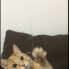 фото от пользователя Василий и Лис в отзыве о ветеринарной клинике Happy pets