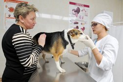 Ветеринарная клиника Животный лекарь, с рейтингом 4.3 - находится по адресу Москва, Таганская улица, 31/22 