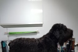 Зоосалон Groomerpet, с рейтингом 3.9 - находится по адресу Московская область, Электросталь, улица Мира, 27Б 