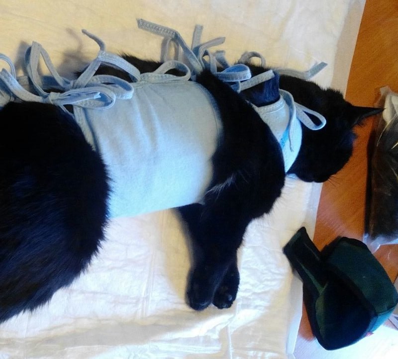 Кошка стерилизованная купить уфа. Кастрация кота в Нижнем Новгороде. Стерилизация кошки по белой линии. Штаны для кота после кастрации.