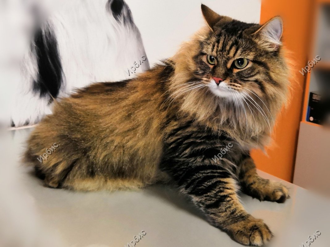 Ветеринарная клиника Ирбис в Воронеже на улице Владимира Невского ...