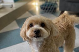 Салон для животных Groom, с рейтингом 5 - находится по адресу Сочи, улица Карла Маркса, 15 