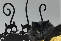 Котокафе Коты и Ты, с рейтингом 4.7 - находится по адресу Красноярск, Водянникова улица, 2а 