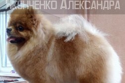 Груминг-салон ЛедМур, с рейтингом 5 - находится по адресу Челябинск, улица Курчатова, 1А 