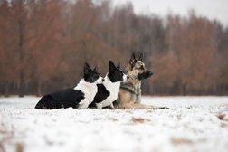 Питомник Верный Друг, с рейтингом 5 - находится по адресу Санкт-Петербург, улица Верности, 14, корп. 2 
