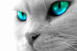 Ветеринарная клиника Котофей, с рейтингом 3.3 - находится по адресу Республика Карелия, Петрозаводск, Правды, 38в 