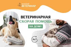 Ветеринарная служба Домашний ветеринар, с рейтингом 4.9 - находится по адресу Московская область, Домодедово, Краснодарская улица, 2 