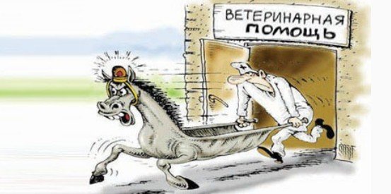 veterinarnaya klinika paskal na