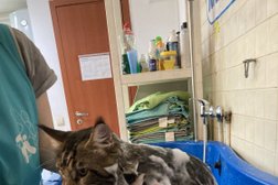 Зоосалон Лапочка, с рейтингом 4.7 - находится по адресу Санкт-Петербург, Светлановский проспект, 60 к1 