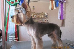 Груминг-студия ВИРСАВИЯ, с рейтингом 3.6 - находится по адресу Самара, Средне-Садовая улица, 65 