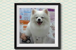 Ветеринарный кабинет BioVet, с рейтингом 2.4 - находится по адресу Иваново, Лежневская улица, 142а 