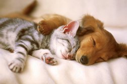 Ветеринарная клиника Панацея, с рейтингом 3.7 - находится по адресу Красноярск, улица Железнодорожников, 24г 