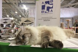 Ветеринарная клиника Авва, с рейтингом 2.9 - находится по адресу Кемеровская область — Кузбасс, Новокузнецк, улица Хитарова, 30 