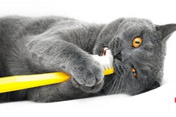 Ветеринарная клиника Зоовет, с рейтингом 2.9 - находится по адресу Челябинск, улица Горького, 57 