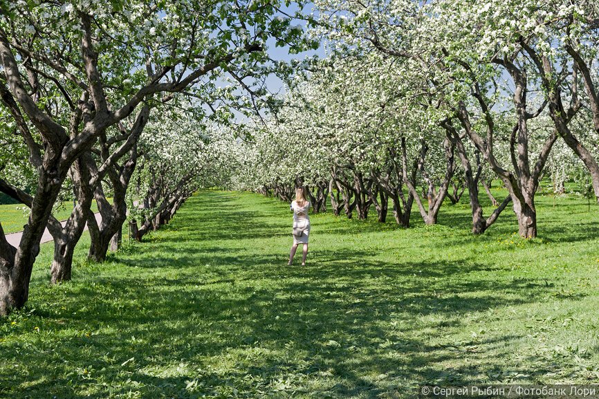 Девушка в цветущем старом яблоневом саду