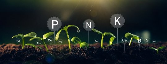 Подкормка рассады 2026: какие удобрения подойдут разным культурам, сроки и правила подкормки