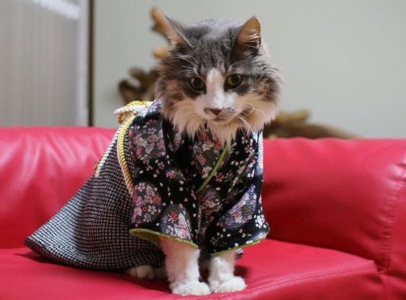 Выездная ветеринарная служба на метро Алабинская в Самаре - отзывы ...