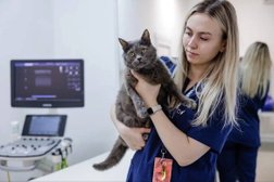 Клиника Зоопульс 24, с рейтингом 4.9 - находится по адресу Челябинск, улица Братьев Кашириных, 54 