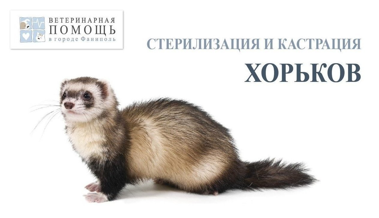 Хорек png