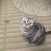 фото от пользователя Арина в отзыве о ветеринарной клинике VOLCHOK на Каширском шоссе