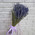 фотография Lavanda