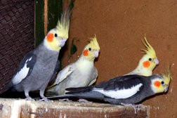 Ветеринарная клиника Цито, с рейтингом 3.5 - находится по адресу Саратов, Ульяновская улица, 5д 