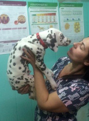 Ветеринарный стоматолог, ветеринар Вера Геннадьевна Вязьмина