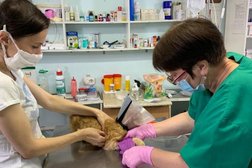 Ветеринарная клиника Друг, с рейтингом 2.5 - находится по адресу Республика Татарстан, Набережные Челны, 1-й комплекс, 7 