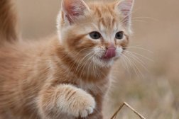 Выездная ветеринарная служба Кот в сапогах, с рейтингом 4.5 - находится по адресу Московская область, Нахабино, Парковая улица, 18 