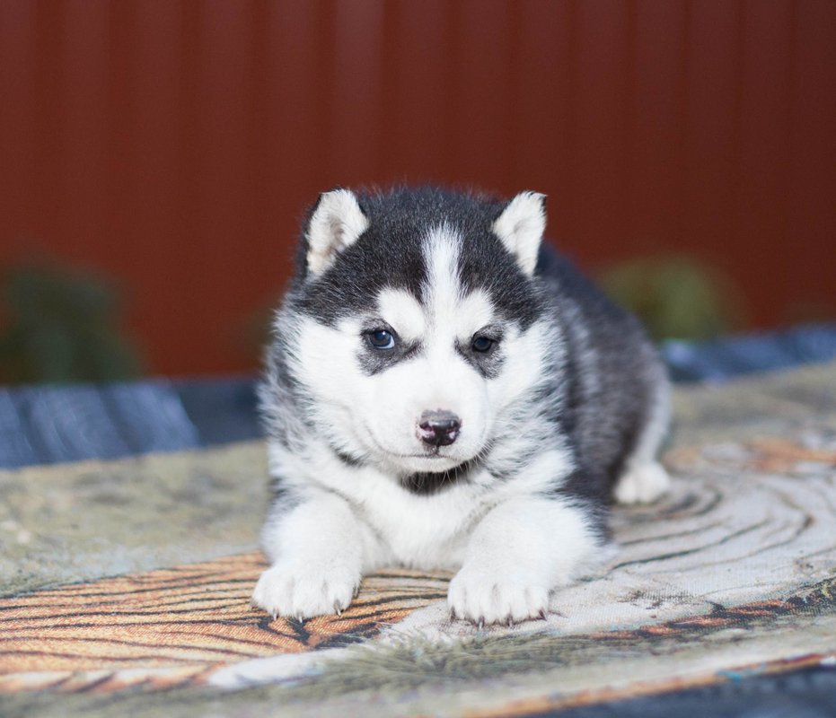Хаски заводчики. Объявления по продаже хаски. Собаку кто продает сибирский хаски. Хаски заводчики. Хаски разные окрасы щенки много.