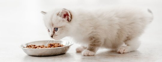 Чем кормить котёнка и как рассчитать порцию: тонкости правильного режима питания
