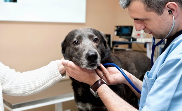 Стерилизация собак в Коломне – Стерилизовать собаку: 7 ветеринарных клиник,  32 отзыва, фото – Zoon.ru