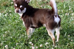 Питомник чихуахуа Монтесума, с рейтингом 4.7 - находится по адресу Москва, улица Вострухина, 3 