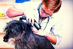 Ветеринарная клиника Вет-77, с рейтингом 3.4 - находится по адресу Московская область, Богородский городской округ, Ногинск, Патриаршая улица, 13А 