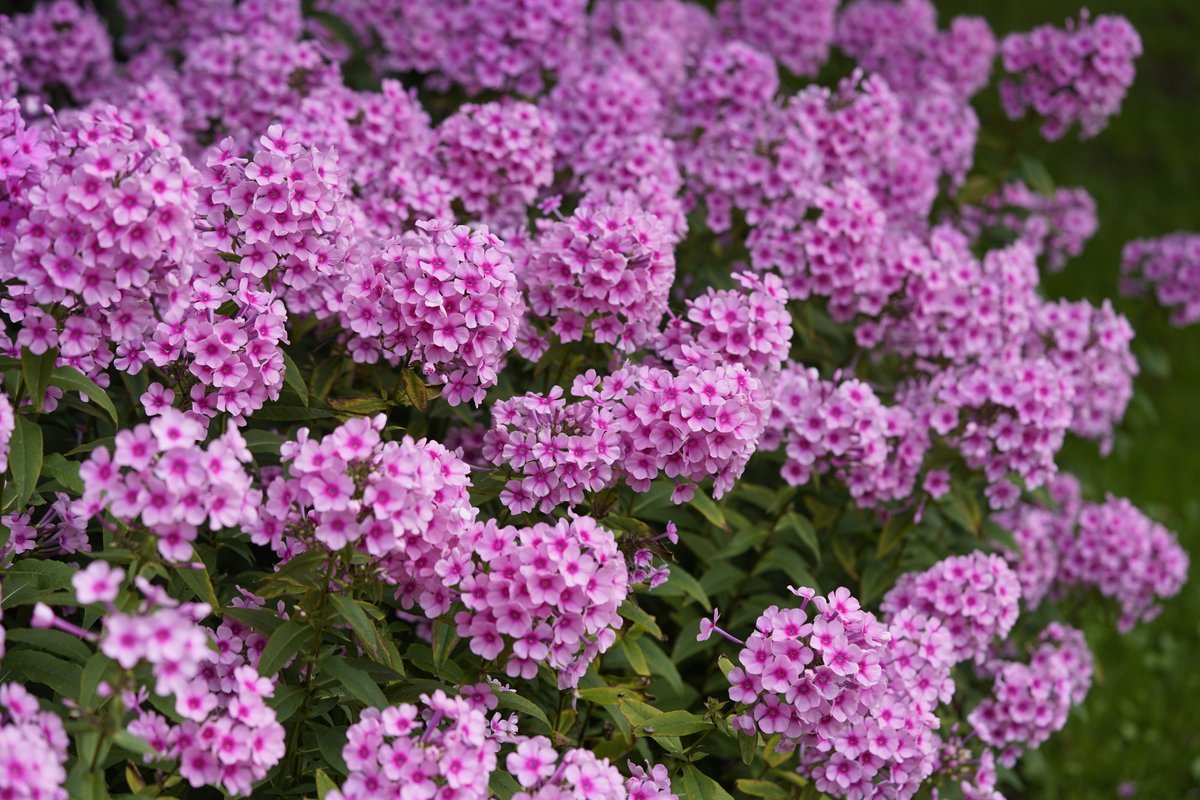Флоксы