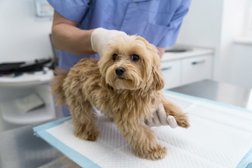 Станция скорой ветеринарной помощи и зоогостиница Любимец, с рейтингом 5 - находится по адресу Москва, улица Производственная, 4 