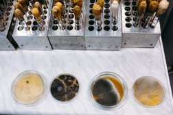 НИИ медицинской микологии им. П.Н. Кашкина